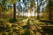 Fototapeta Las Zachód Słońca ZIELEŃ Pejzaż 270x180