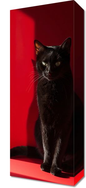 Obraz 20x50cm Elegancja w Cieniu zdjęcie 1