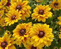 NASIONA Rudbekia Dwubarwna 1g Kwiaty 412743