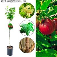Agrest NA PNIU Achilles czerwony soczyste owoce 80-120 cm