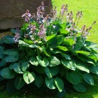 Funkia Hosta 'Bressingham Blue' Doniczka 2.0L Niebieskie liście