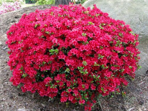 Azalia japońska Maruschka C2 E na Arena.pl