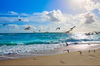 Fototapeta Plaża MORZE Fale Ptaki PEJZAŻ do Salonu 180x120