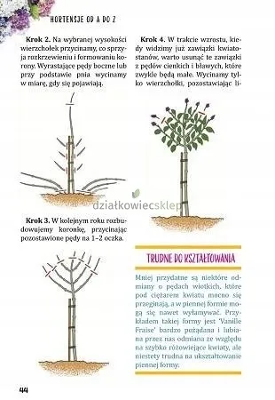 Hortensje od A do Z zdjęcie 5