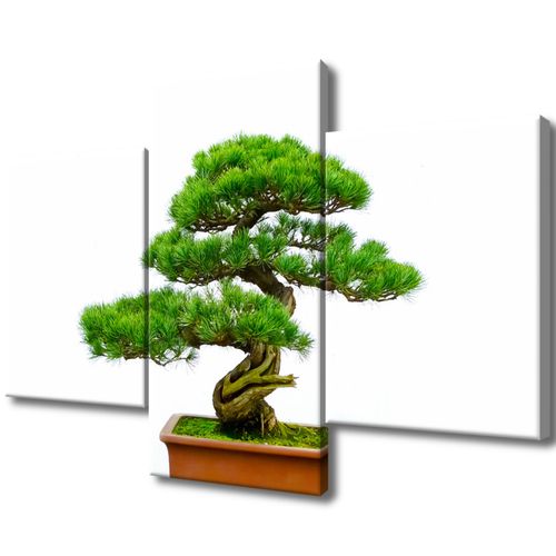 Obraz Do Kuchni 90X60 Bonsai na Arena.pl