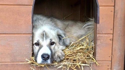 Słoma PSZENNA ściółka do budy dla psa ,ściółka pod truskawki 4KG na Arena.pl