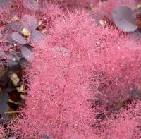 PERUKOWIEC PODOLSKI czerwony oryginał - sadzonki 30 / 40 cm