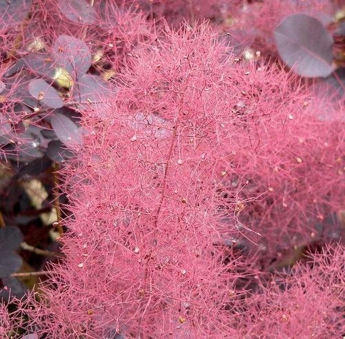 PERUKOWIEC PODOLSKI czerwony oryginał - sadzonki 30 / 40 cm na Arena.pl