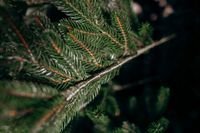 Choinka sztuczna 100% PE, silikonowa choinka „Kovalivska” zielona 2.30 m