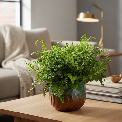 Paproć ASPLENIUM PARVATI egzotyczna paprotka domowa BEZPIECZNA DLA na Arena.pl