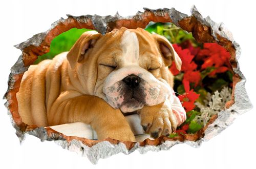 Naklejka samoprzylepna dziura 3D psy koty słodkie na Arena.pl