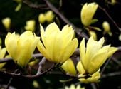 Magnolia YELLOW BIRD unikatowa ŻÓŁTA PIĘKNOŚĆ