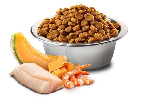 N&D Ocean Kitten cod,shrimp,pumpkin&cantalup 1,5kg na Arena.pl