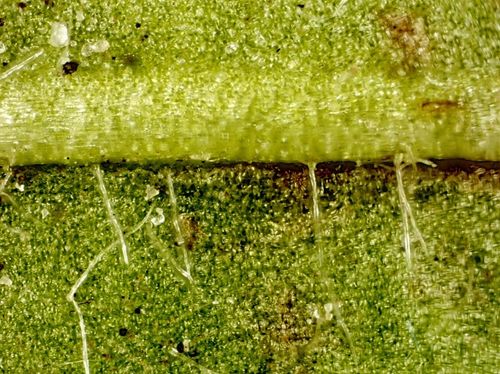 Mikroskop dla dziecka Delta Optical Biolight 300 na Arena.pl