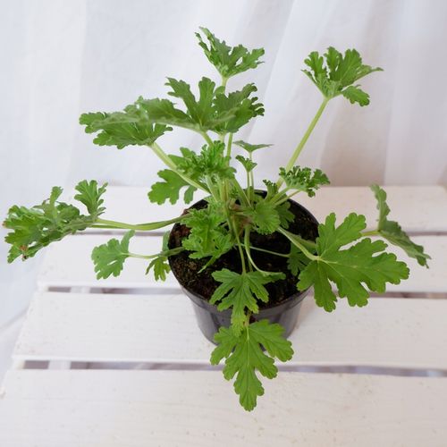 GERANIUM ANGINKA Pelargonium graveolens don.13cm na Arena.pl