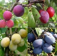 product-compare-61066001