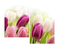 80X70CM SOCZYSTE TULIPANY DUO OBRAZ