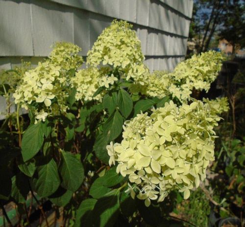 HORTENSJA MAGICAL CANDLE - sadzonki w doniczkach na Arena.pl