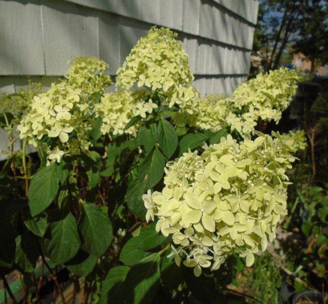HORTENSJA MAGICAL CANDLE - sadzonki w doniczkach zdjęcie 2
