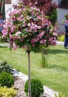 KRZEWUSZKA WEGIELLA SZCZEPIONA NA PNIU 140 CM