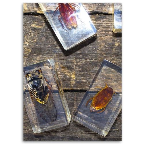 Deco Panel, Owady w e szkle 40x60 na Arena.pl