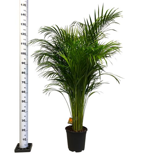 PALMA AREKA (ARECA) 150 cm na Arena.pl