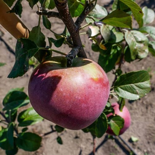 SADZONKI DRZEWKA OWOCOWE JABŁOŃ LOBO PYSZNA DESEROWA KRUCHE OWOCE na Arena.pl