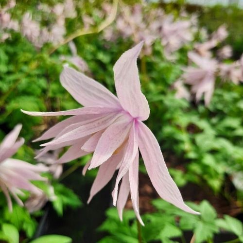 Clematis botaniczny MARKHAM'S PINK POWOJNIK najobficiej kwitnie 1L na Arena.pl