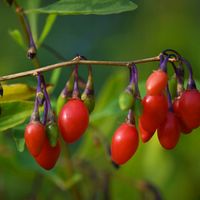 Jagoda Goji 'Sweet Berry' Słodkie owoce (Lycium barbarum) Doniczka 2.0L
