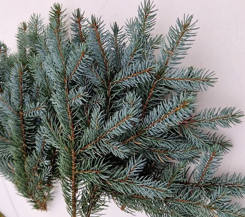Gałązka świerkowa Srebrny Świerk na wieniec wiązanka stroik GIRLANDA Wianek na Arena.pl