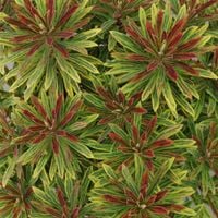Wilczomlecz ASCOT RAINBOW Euphorbia martinii Trójkolorowy Sadzonki P11
