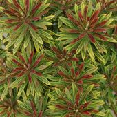Wilczomlecz ASCOT RAINBOW Euphorbia martinii Trójkolorowy Sadzonki P11