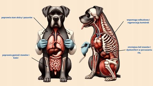 Suplement Do michy Kolagen w proszku 170g dla Psa i kota. NA STAWY na Arena.pl
