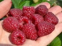 Malina DELNIWA Powtarzająca 1kg z krzewu Sadzonki w doniczkach 1L