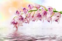 FOTOTAPETA KWIAT GAŁĄZKA SALON KUCHNIA 3D