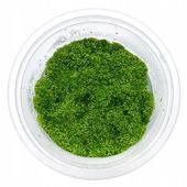 Riccia fluitans WGŁĘBKA WODNA in vitro kubek 10cm