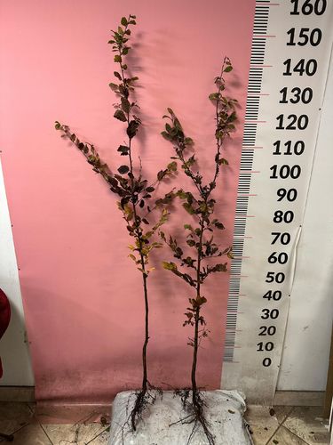 Grab Pospolity sadzonki 100-150 cm SZKÓŁKOWANY nie siewka PAKIET 50 szt na Arena.pl