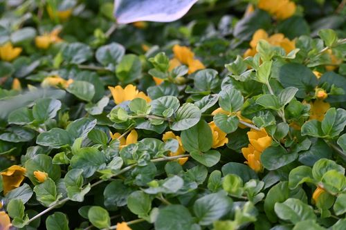 Tojeść rozesłana - Lysimachia nummularia na Arena.pl