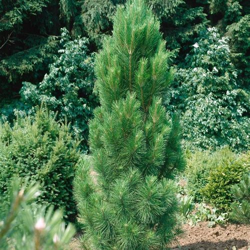 Sosna czarna Green Rocket 30-50cm P14 na Arena.pl