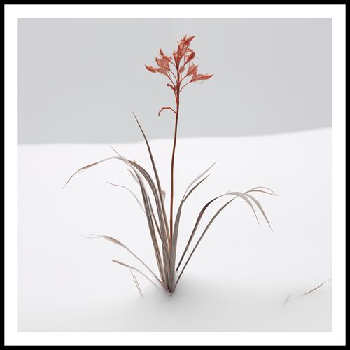 Plakat 70x70cm Subtelność Natury na Arena.pl