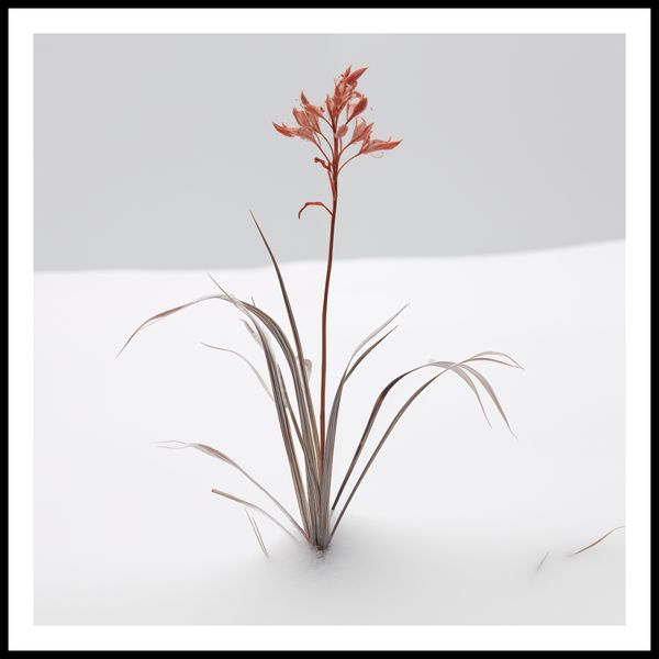 Plakat 70x70cm Subtelność Natury zdjęcie 3