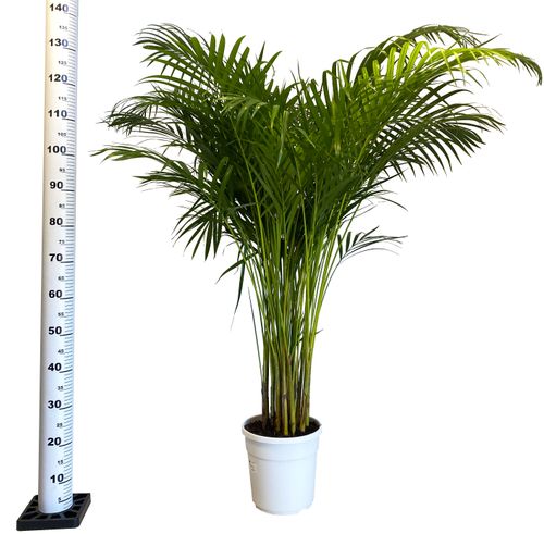 PALMA AREKA (ARECA) 140 cm na Arena.pl