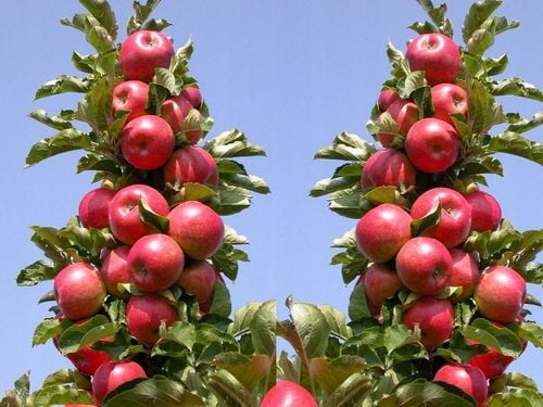 JABŁOŃ GRUSZA CZEREŚNIA WIŚNIA BRZOSKWINIA MORELA KOLUMNOWE PAKIET 6 na Arena.pl