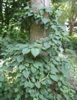 DŁAWISZ AMERYKAŃSKI Celastrus - sadzonki w don. !