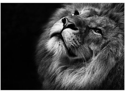 50X70CM SREBRNY LEW OBRAZ POKOJU DREWNINE na Arena.pl