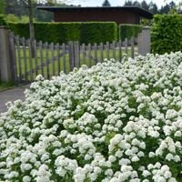 M TAWUŁA BETULIFOLIA TOR