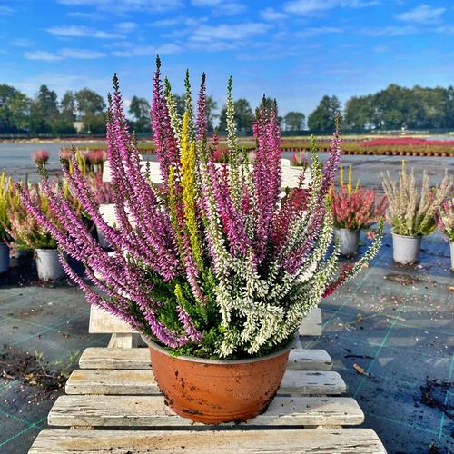 Wrzos Misa Jesienna Kompozycja Czterokolorowa Ładne Kolorowe Donice na Arena.pl