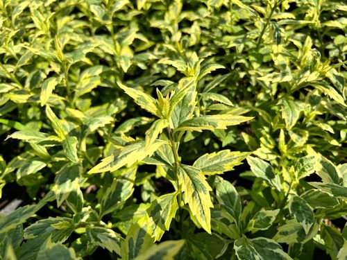 Aster Japoński 'Shogun' Pstre liście (Kalimeris yomena) Doniczka 2.0L na Arena.pl