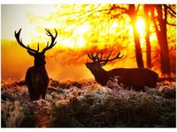 50X70CM RYKOWISKO OBRAZ POKOJU DREWNINE