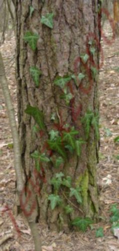 BLUSZCZ ZIMOZIELONY - sadzonki  w doniczkach ! na Arena.pl